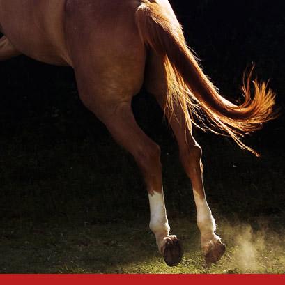 Spécialités Alipments pour chevaux - Horse Breed
