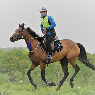 Horse Breed et Julien Goachet